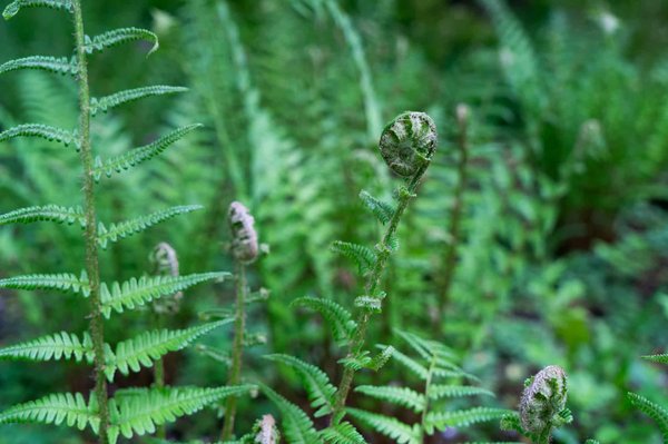 Comment organiser un séjour dans une ferme biologique en Italie avec des ateliers de jardinage et des dégustations de produits locaux?